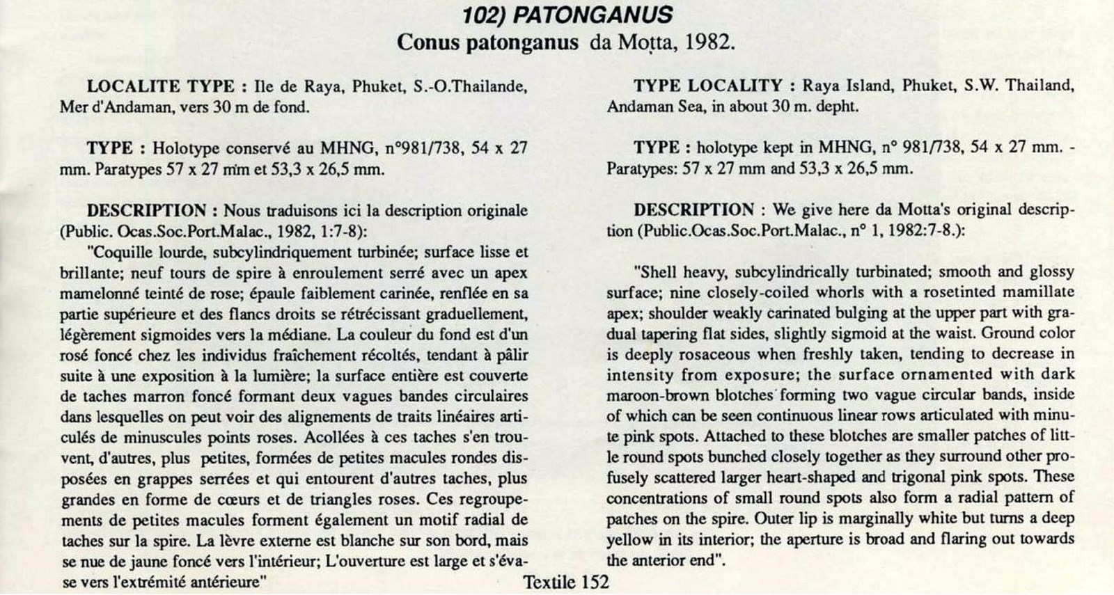 Conus patonganus, da Motta 1982